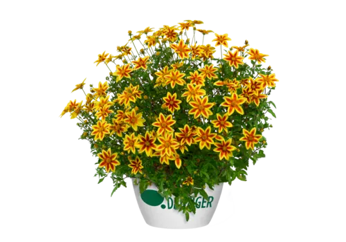 Junai.nl Bidens Blazing Star | 15 cm hoog | 10 cm pot
