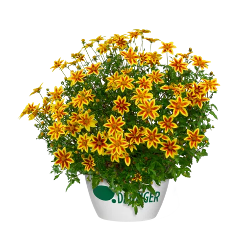 Junai.nl Bidens Blazing Star | 15 cm hoog | 10 cm pot