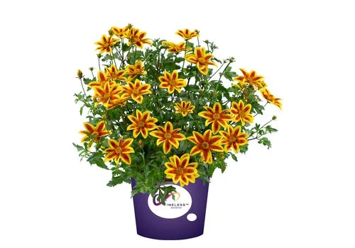 JUNAVERA Bidens Yellow Charm | 10 cm pot | ca. 15 cm hoog