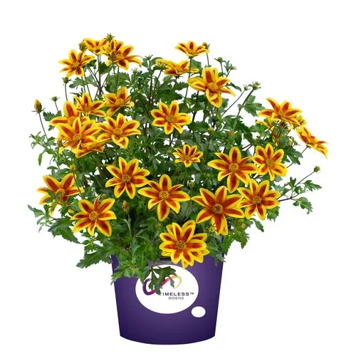 JUNAVERA Bidens Yellow Charm | 10 cm pot | ca. 15 cm hoog