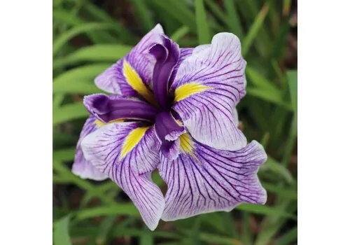 Junai.nl Iris ensata 'Dinner Plate Sundae' | Bloembol