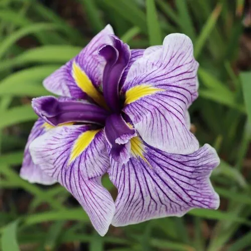 Junai.nl Iris ensata 'Dinner Plate Sundae' | Bloembol