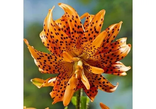 JUNAVERA Lilium flore pleno | bloembol | per stuk