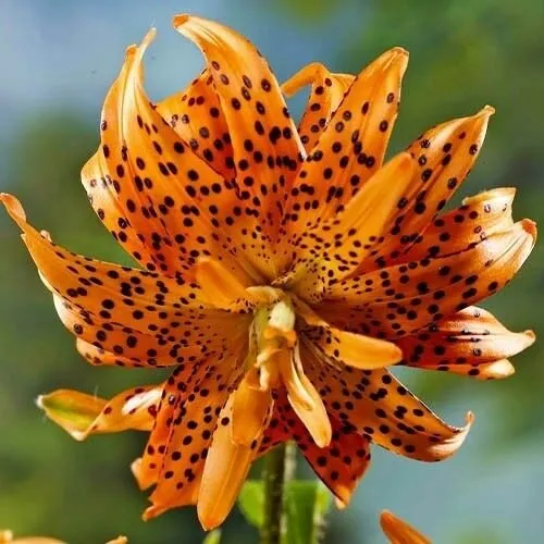 JUNAVERA Lilium flore pleno | bloembol | per stuk