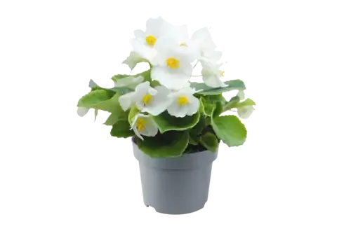 Junai.nl Begonia semperflorens wit | 12 cm hoog | 9 cm pot