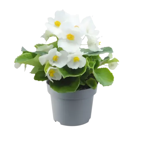 Junai.nl Begonia semperflorens wit | 12 cm hoog | 9 cm pot