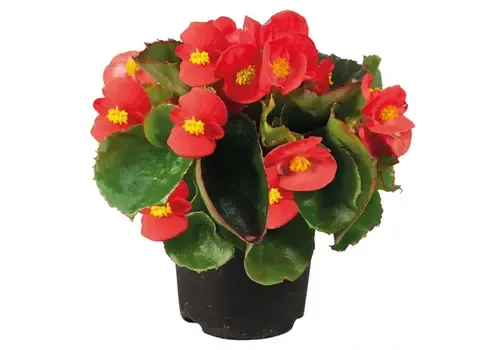 Junai.nl Begonia semperflorens rood | 12 cm hoog | 9 cm pot