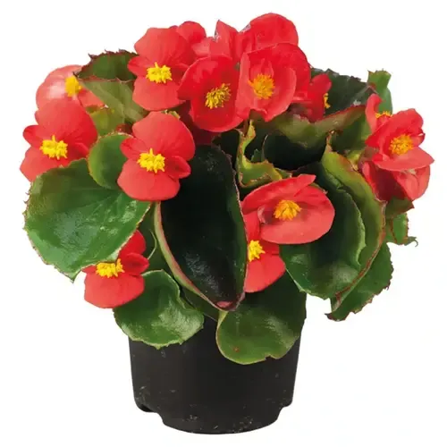 Junai.nl Begonia semperflorens rood | 12 cm hoog | 9 cm pot