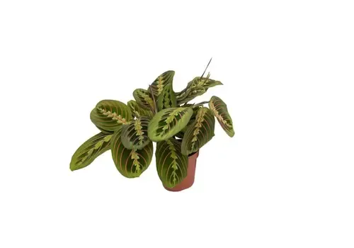 Junai.nl Maranta Fascinator | gebedsplant | 12 cm pot | 35 cm hoog