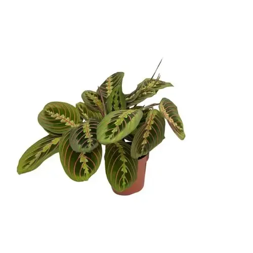 Junai.nl Maranta Fascinator | gebedsplant | 12 cm pot | 35 cm hoog