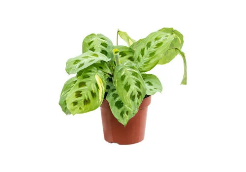 Junai.nl Maranta Fiesta | 12 cm pot | 40 cm hoog