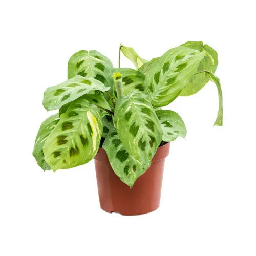 Junai.nl Maranta Fiesta | 12 cm pot | 40 cm hoog