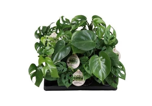 Junai.nl Monstera mix diverse soorten | 6 cm pot | verkoop per stuk