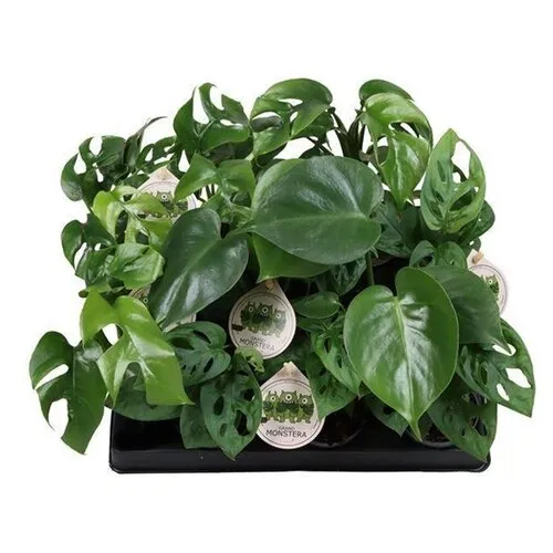 Junai.nl Monstera mix diverse soorten | 6 cm pot | verkoop per stuk
