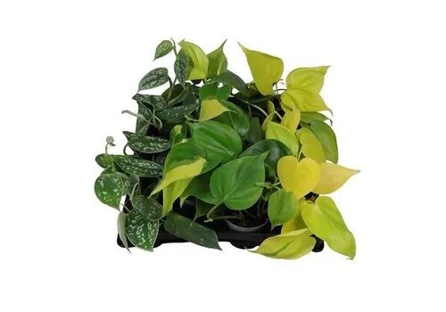 Junai.nl Philodendron mix | 6 cm pot | verkoop per stuk