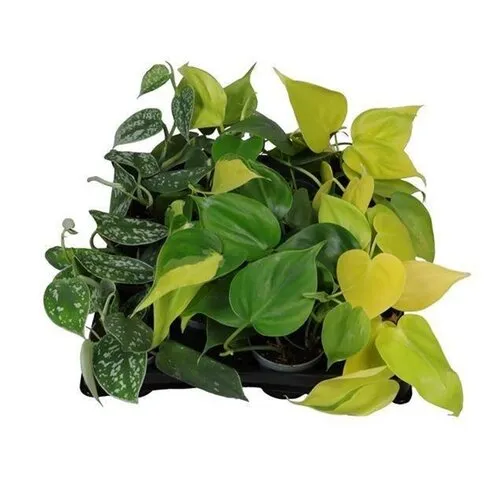 Junai.nl Philodendron mix | 6 cm pot | verkoop per stuk