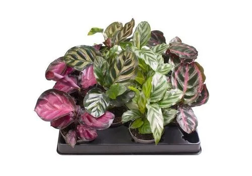 Junai.nl Calathea mix | 6 cm pot | verkoop per stuk