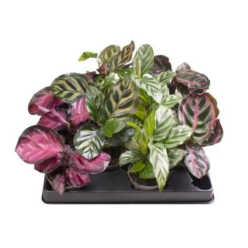 Junai.nl Calathea mix | 6 cm pot | verkoop per stuk