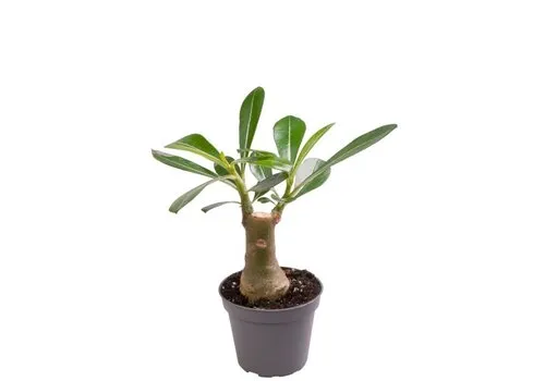 Junai.nl Adenium obesum | 6 cm pot | 14 cm hoog