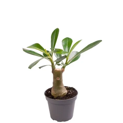 Junai.nl Adenium obesum | 6 cm pot | 14 cm hoog