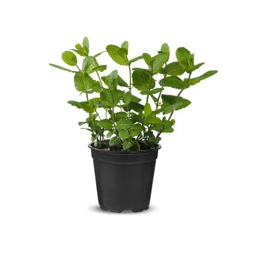 Junai.nl Munt plant | Mentha | 10 cm pot | ca. 10–15 cm hoog