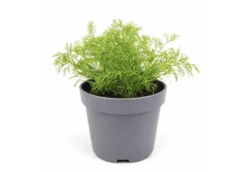 Junai.nl Dille plant | 20 cm hoog | 10 cm pot