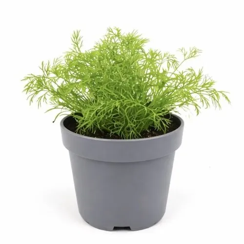 Junai.nl Dille plant | 20 cm hoog | 10 cm pot