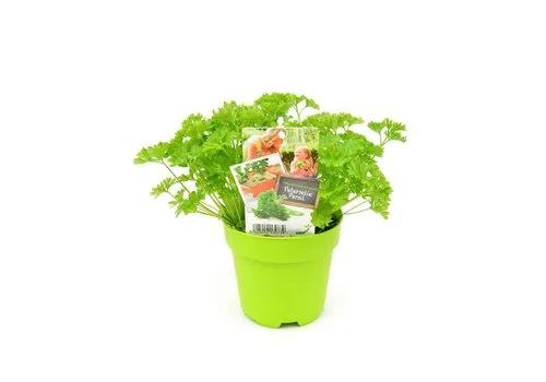 Junai.nl Krulpeterselie plant | 10 cm pot | ca. 12 cm hoog