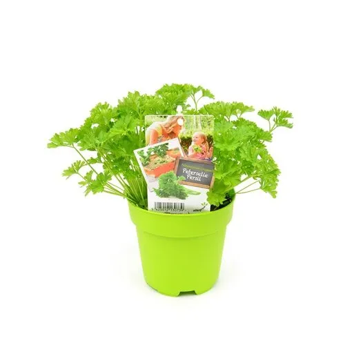 Junai.nl Krulpeterselie plant | 10 cm pot | ca. 12 cm hoog