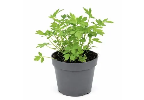 Junai.nl Lavas Maggiplant (Levisticum officinale) | 15 cm hoog | 10 cm pot