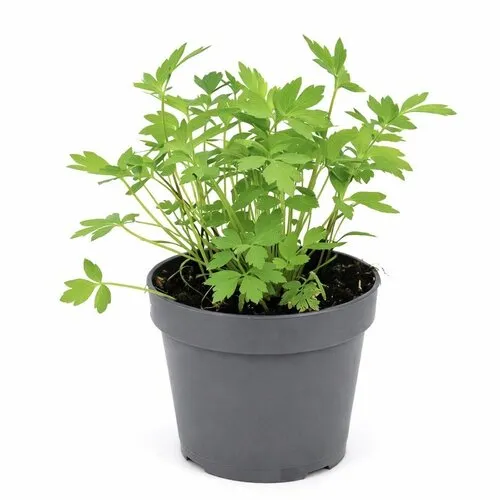 Junai.nl Lavas Maggiplant (Levisticum officinale) | 15 cm hoog | 10 cm pot