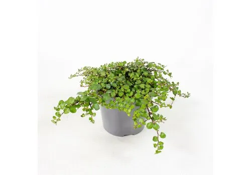 Junai.nl Muehlenbeckia | pot 10 cm | circa 10 cm hoog