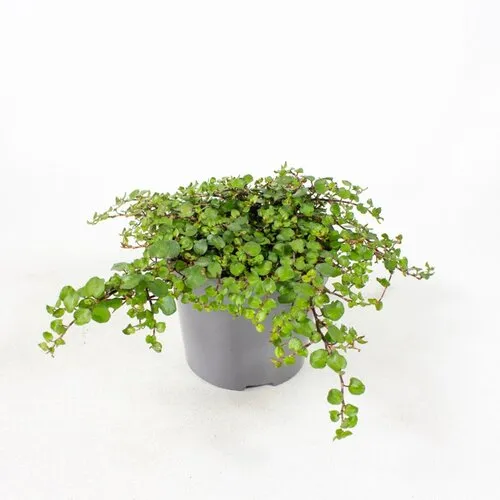 Junai.nl Muehlenbeckia | pot 10 cm | circa 10 cm hoog