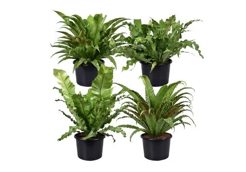 Junai.nl Asplenium gemengd diverse soorten | 6 cm pot | verkoop per stuk