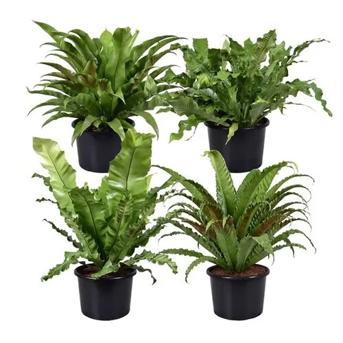 Junai.nl Asplenium gemengd diverse soorten | 6 cm pot | verkoop per stuk