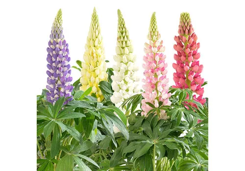 Junai.nl Lupinus | Lupine mix | ca. 15–25 cm hoog | 11 cm pot | per stuk