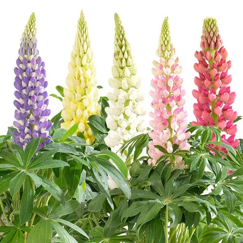 Junai.nl Lupinus | Lupine mix | ca. 15–25 cm hoog | 11 cm pot | per stuk