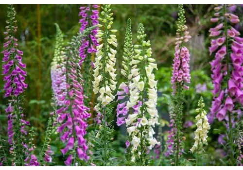 Junai.nl Digitalis | Vingerhoedskruid mix | diverse kleuren | 11 cm pot | verkoop per stuk