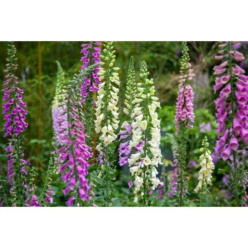 Junai.nl Digitalis | Vingerhoedskruid mix | diverse kleuren | 11 cm pot | verkoop per stuk