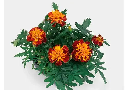 Junai.nl Tagetes patula 'Bonanza Harmony' | 15 cm hoog | 9 cm pot