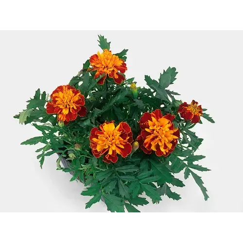 Junai.nl Tagetes patula 'Bonanza Harmony' | 15 cm hoog | 9 cm pot