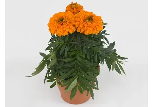 Junai.nl Tagetes Erecta ‘Taish Orange’ | 15 cm hoog | 9 cm pot | Per stuk