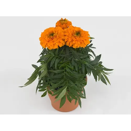 Junai.nl Tagetes Erecta ‘Taish Orange’ | 15 cm hoog | 9 cm pot | Per stuk