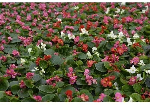 Junai.nl Begonia (Semperflorens) mixed | diverse kleuren | per stuk