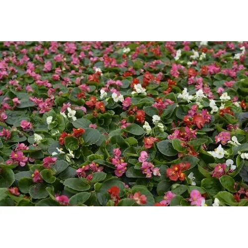 Junai.nl Begonia (Semperflorens) mixed | diverse kleuren | per stuk