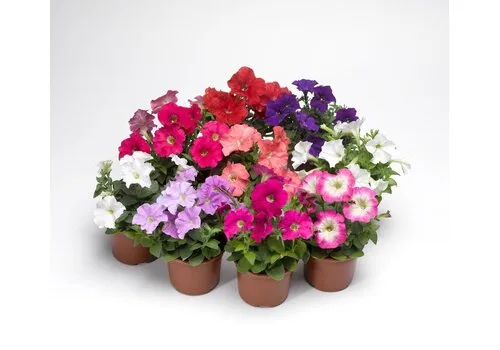 Junai.nl Petunia Picobella mix | 10 cm pot | ca. 15 cm hoog | per stuk