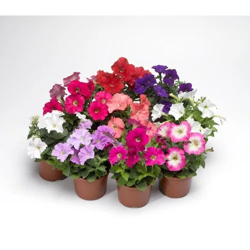 Junai.nl Petunia Picobella mix | 10 cm pot | ca. 15 cm hoog | per stuk