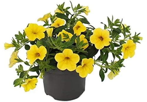 Junai.nl Calibrachoa mini hybride yellow | ca. 10 cm hoog | 10 cm pot