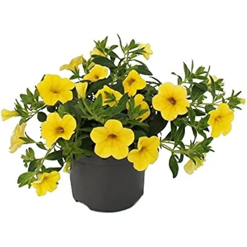 Junai.nl Calibrachoa mini hybride yellow | ca. 10 cm hoog | 10 cm pot