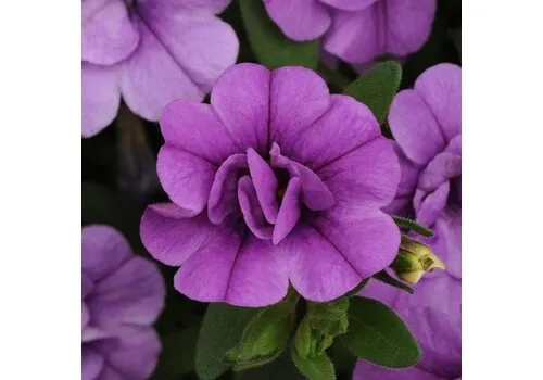 Junai.nl Calibrachoa MiniFamous Neo Double Amethyst | 10 cm pot | ca. 15 cm hoog